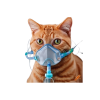 Pet cat oxygen cylinder service in Dhaka with oxygen mask for a cat